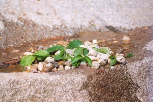 In unserem naturnahen Außengelände können sich die Kinder austoben.